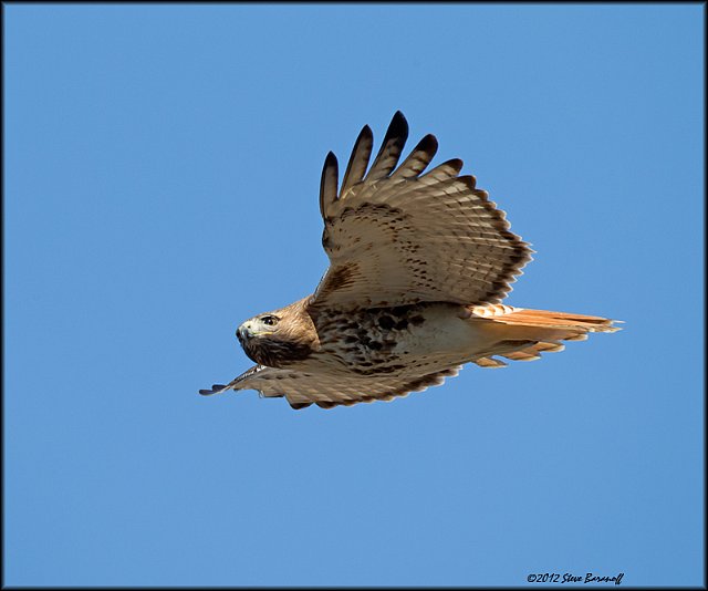 _2SB2829 red-tailed hawk.jpg
